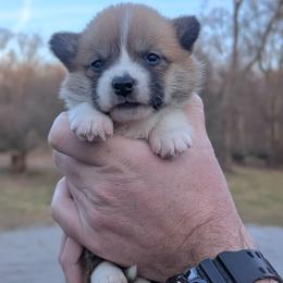 Fern - Red female Pembroke Welsh Corgi puppy in Columbus, Ohio from Rose Water Corgis in Ohio