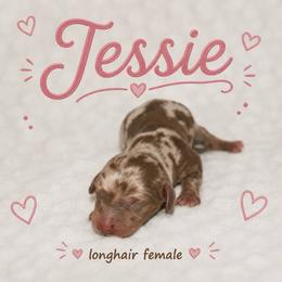 Jessie - Dapple female Dachshund puppy in Paris, Texas from Kuttin’ Up Mini Aussies