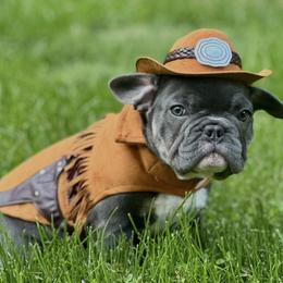 Nova - Blue female French Bulldog puppy in Pine Township, Pennsylvania from BlueCairo Frenchies