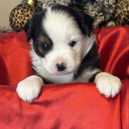 Noel - Black tri male Toy Australian Shepherd puppy in Albia, Iowa from J Bar M Toy and Mini Aussies
