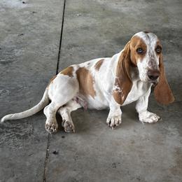 Hazel - Basset Hound