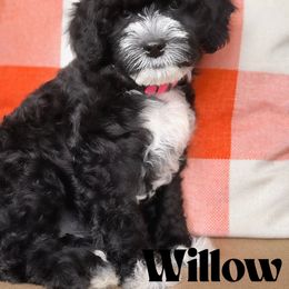 Willow - Black and chalk female Australian Labradoodle puppy in Matthews, North Carolina from Weddington Labradoodles