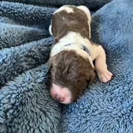 Blue collar - Chocolate male Labradoodle puppy in Manor, Texas from The Lovadoodles of Texas