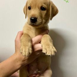 Green - Yellow male Labrador Retriever puppy in Newaygo, Michigan from Royal Oak Gundogs