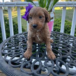 Summer - Apricot female Goldendoodle puppy in Mint Hill, North Carolina from DoodleForever