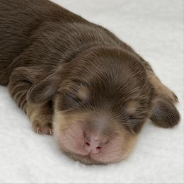 Mystic (Chocolate and cream) (No breeding homes allowed) - Chocolate and cream male Dachshund puppy in Fayetteville, North Carolina from RRD