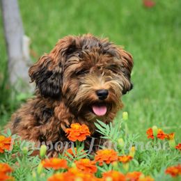 Margie - Havanese