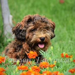 Margie - Havanese