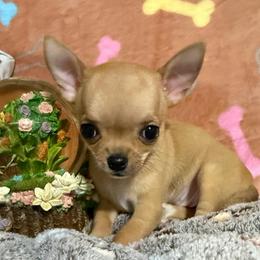 Daisy - Fawn female Chihuahua puppy in Pounding  Mill, Virginia from Rosa's Chihuahuas