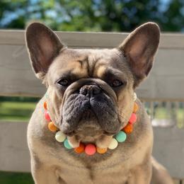 Grace - French Bulldog