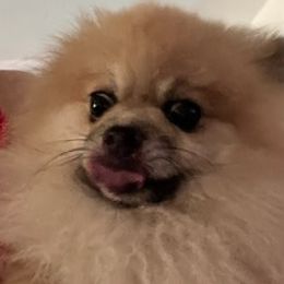 Pomeranians from O'My Heart Pomeranians