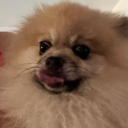 Pomeranians from O'My Heart Pomeranians