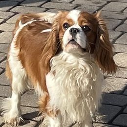 Stanley  - Cavalier King Charles Spaniel