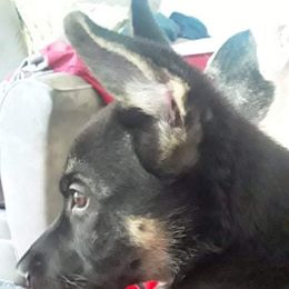 German Shepherd Puppies from Sandy’s Shepherds