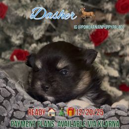Dasher - Tri-colored male Pomeranian puppy in Los Angeles, California from AMAYSING Pups