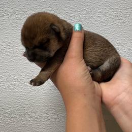 Briar - Sesame male Shiba Inu puppy in Covington, Ohio from Rustic Country Shibas