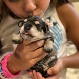 Miniature Schnauzer Puppies from Black Gold Miniature Schnauzers