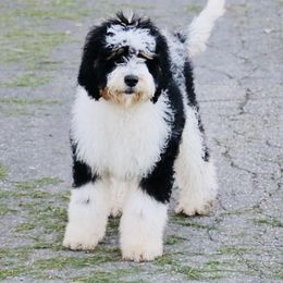 Cash - Bernedoodle