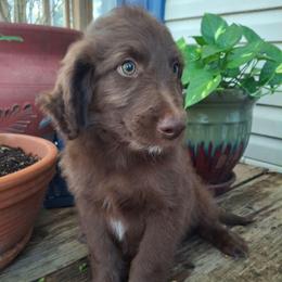 Duke - Brown and white male Aussiedoodle puppy in Grand Saline, Texas from Aussies Acre