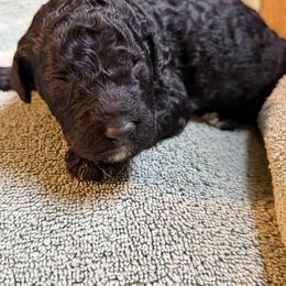 Dawn - Black female Poodle puppy in St. Johnsbury, Vermont from Poodles of the Northern Woods