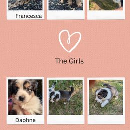 Miniature Australian Shepherd Puppies from Laurie Chason