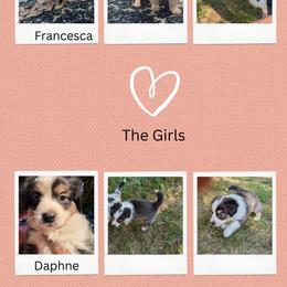 Miniature Australian Shepherd Puppies from Laurie Chason