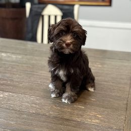 Mocha - Chocolate female Havanese puppy in Bowling Green, Kentucky from Denise Clark