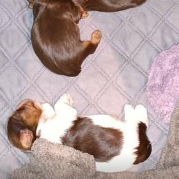 Yorkshire Terrier All Grown Up from Misty Butts