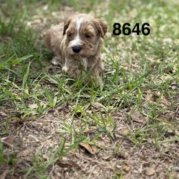 Sawyer - Apricot male Goldendoodle puppy in Arcadia, Florida from KnuDawn Goldendoodles and Cavapoos