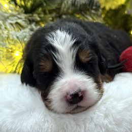 Dinner Roll - Tri-color male Bernese Mountain Dog puppy in Gardner, Kansas from Faith and Family Farm