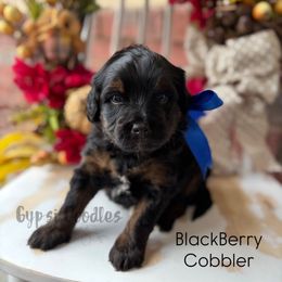 Blackberry Cobbler - Tri-color male Bernedoodle puppy in Herriman, Utah from Gypsi Doodles & Poodles LLC.