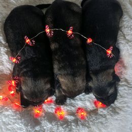 German Shepherd and Pembroke Welsh Corgi Puppies from Cbkennelandranch