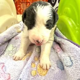 Patsy Cline - Blue female Border Collie puppy in Richland Hills, Texas from Bordercollieblues
