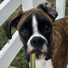 Boxer All Grown Up from Rorschach Boxers