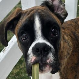 Boxer All Grown Up from Rorschach Boxers