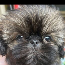 Juniper - Sable female Shih Tzu puppy in Texas from A Sassy Soul Shih-Tzu