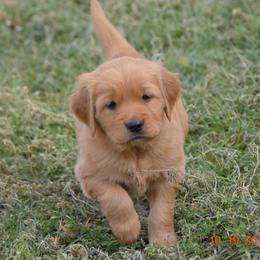 Golden Retriever and Jack Russell Terrier Puppies from VS Golden Fields