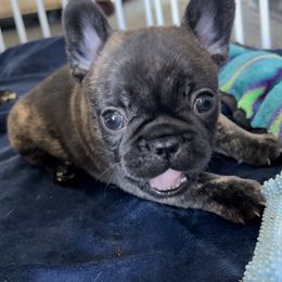 French Bulldog Puppies from Divine French Bulldogs