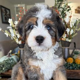 Miles - Blue merle male Bernedoodle puppy in Temecula, California from Brookside Bernedoodles