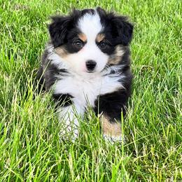 Toy Australian Shepherd Puppies from Kickapoo Creek Toy Aussies