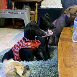 Greyhound Puppies from Trapple's Custom K-9's