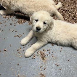 Golden Retriever Puppies from Halcyon Kennels