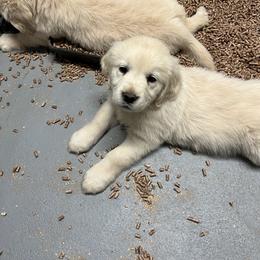 Golden Retriever Puppies from Halcyon Kennels