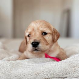 Strudel, Girl - Apricot female Goldendoodle puppy in Maricopa, Arizona from Desert Ridge Doodles