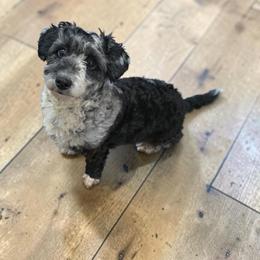 Cupcake - Aussiedoodle