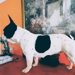 Princess - French Bulldog