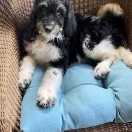 Bernedoodle Puppies from High Peaks Bernedoodles