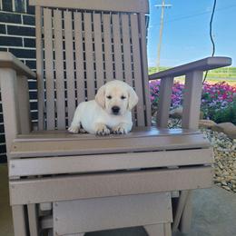 Honey - Yellow female Labrador Retriever puppy in Woodburn, Indiana from Marlene's Labrador Retrievers