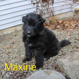 Maxine vd Spitze - Black female German Shepherd puppy in New York from Spitze German Shepherds