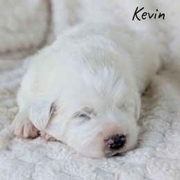 Kevin - White male Great Pyrenees puppy in Yakima, Washington from Naches Heights Ranch